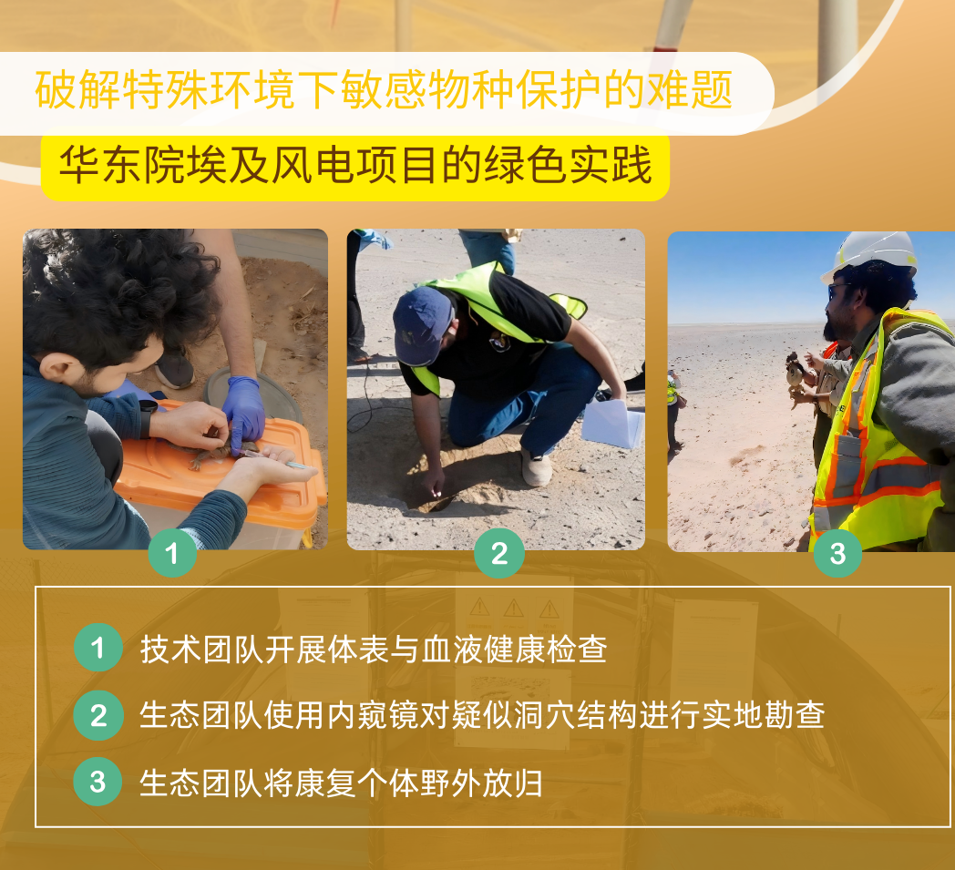 优秀项目部风采 | 守护红海沙漠生态：埃及风电项目的绿色实践